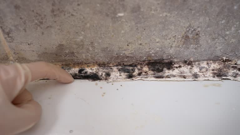 Best Forensic Mold Investigation  in South Browning, MT